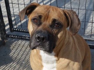 Handsome Dan, an adoptable Boxer in Anaconda, MT, 59711 | Photo Image 2