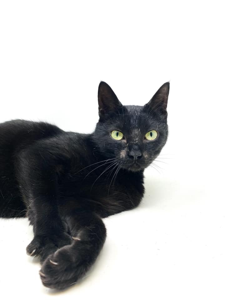 Pepper, an adoptable Domestic Short Hair in Scott, LA, 70583 | Photo Image 1