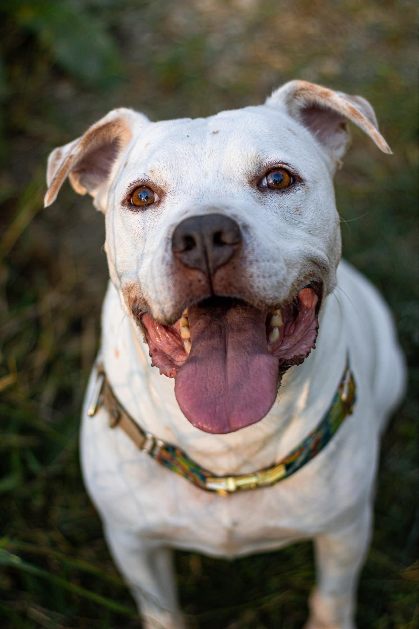 Mowgli, an adoptable American Bulldog in Calhoun, GA, 30701 | Photo Image 1