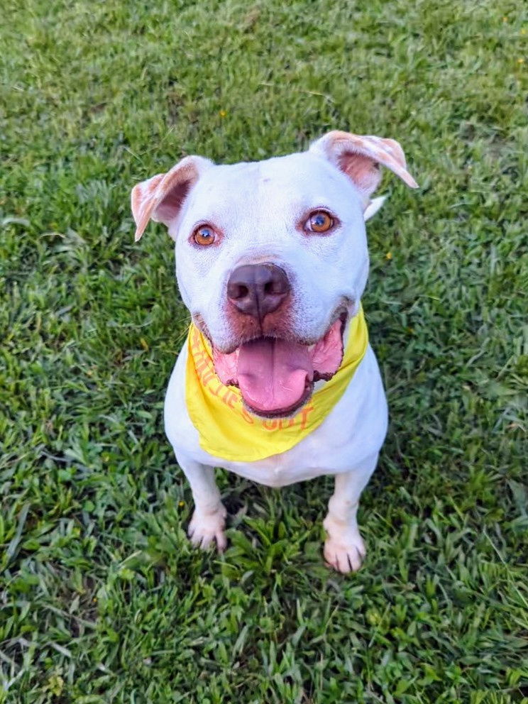 Mowgli, an adoptable American Bulldog in Calhoun, GA, 30701 | Photo Image 1