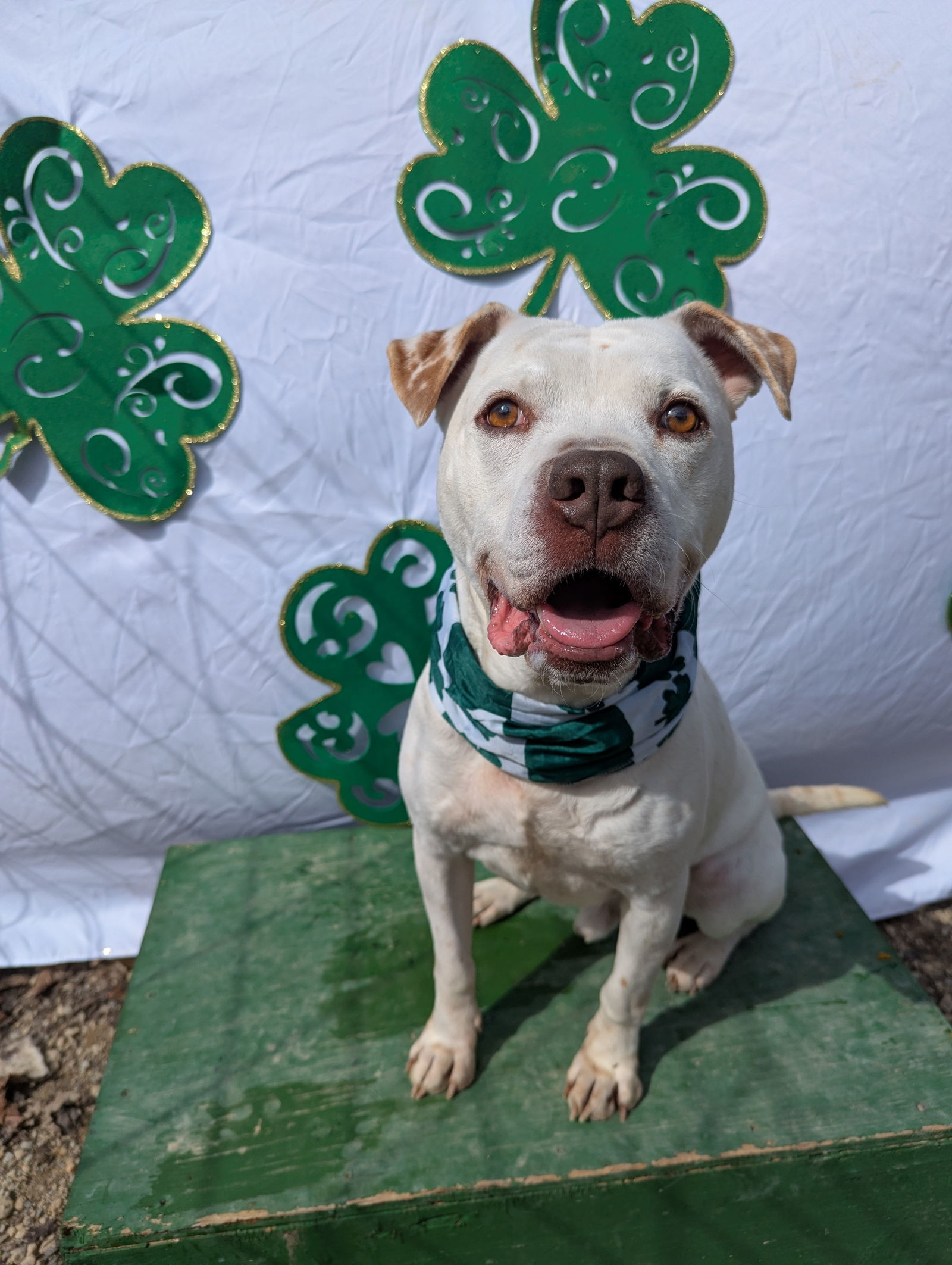 Mowgli, an adoptable American Bulldog in Calhoun, GA, 30701 | Photo Image 2