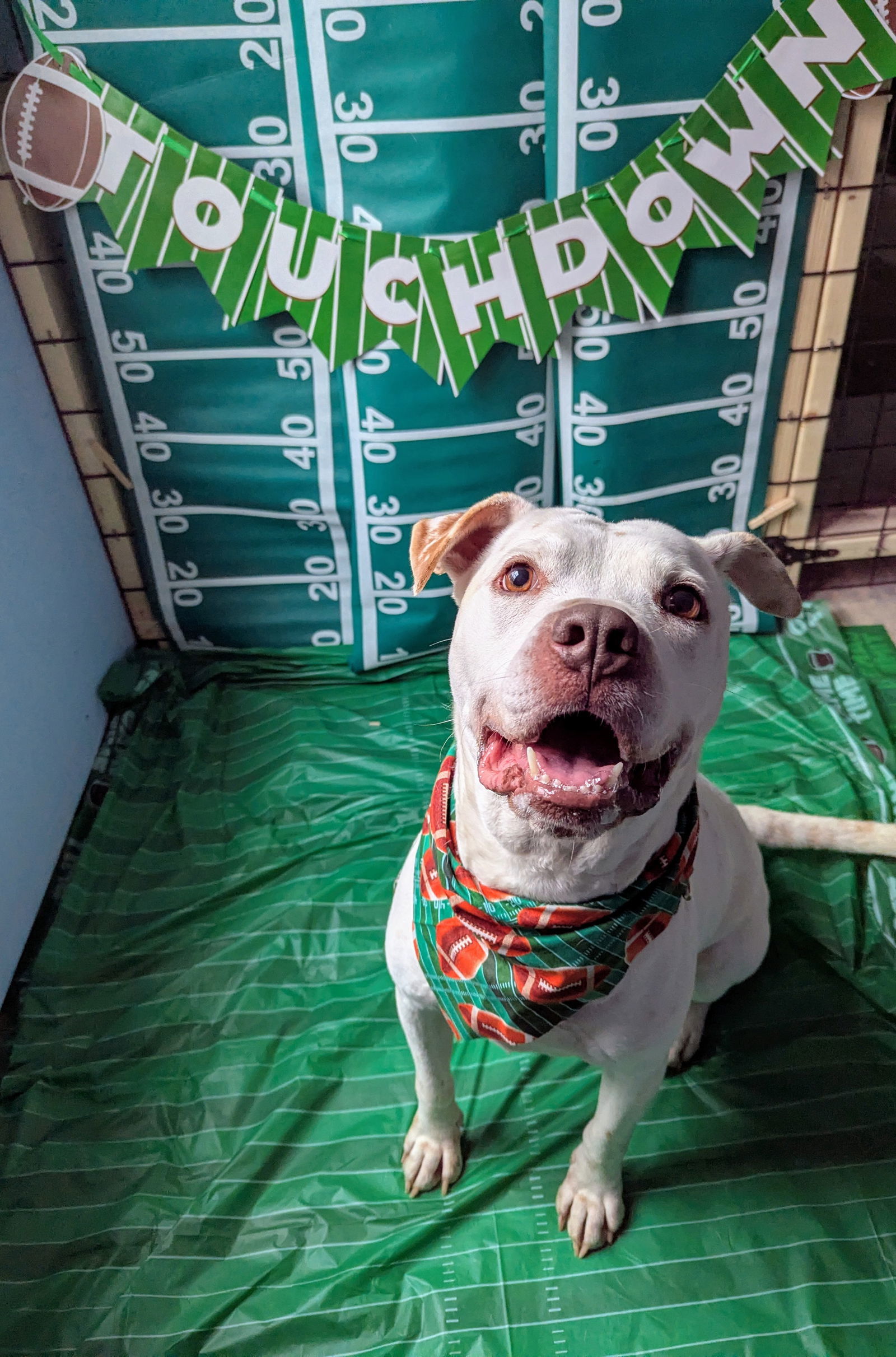 Mowgli, an adoptable American Bulldog in Calhoun, GA, 30701 | Photo Image 3