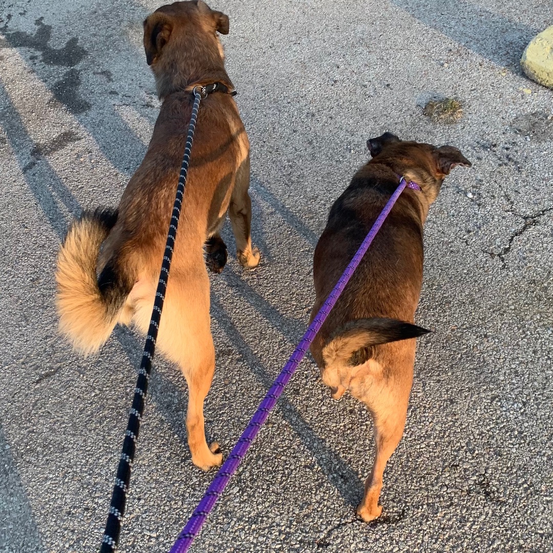 Lady & Zeus , an adoptable Terrier in Trenton, MO, 64683 | Photo Image 1