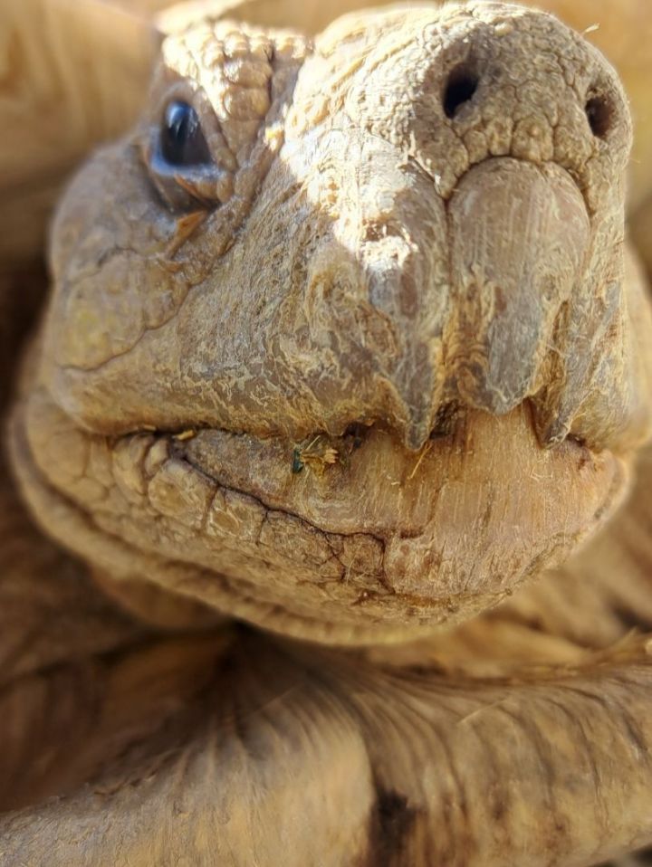 Tortoise for adoption Ahonui a Sulcata in Las Vegas NV Petfinder