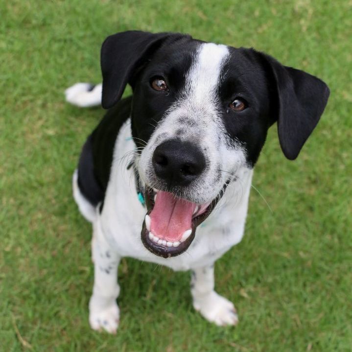 Treeing walker coonhound pointer 2024 mix