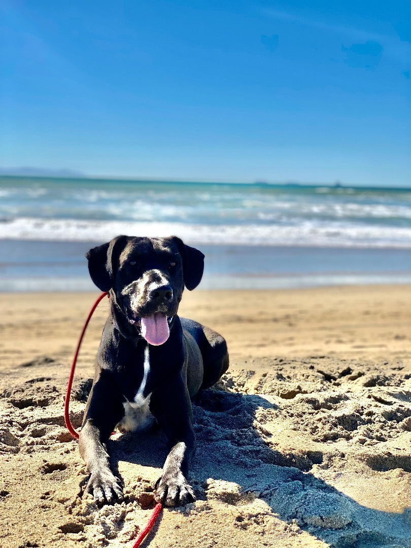 can dogs go to santa monica beach