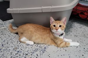 Introducing Quesarito a lovely and timid orange kitty with a heart as beautiful