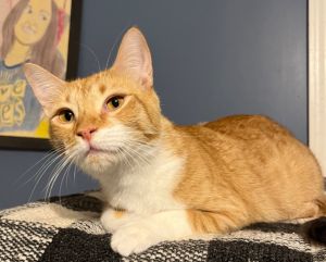 Introducing Quesarito a lovely and timid orange kitty with a heart as beautiful as her striking tab