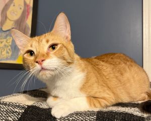 Introducing Quesarito a lovely and timid orange kitty with a heart as beautiful as her striking tab