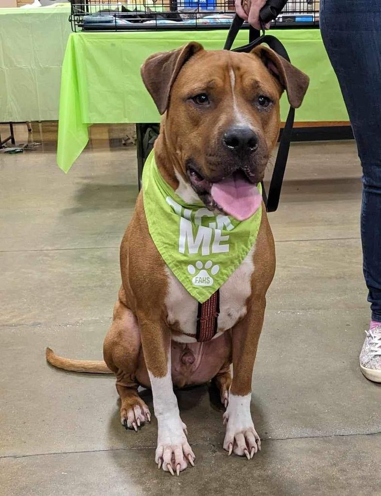 SCAR, an adoptable Mixed Breed in Florence, SC, 29506 | Photo Image 1