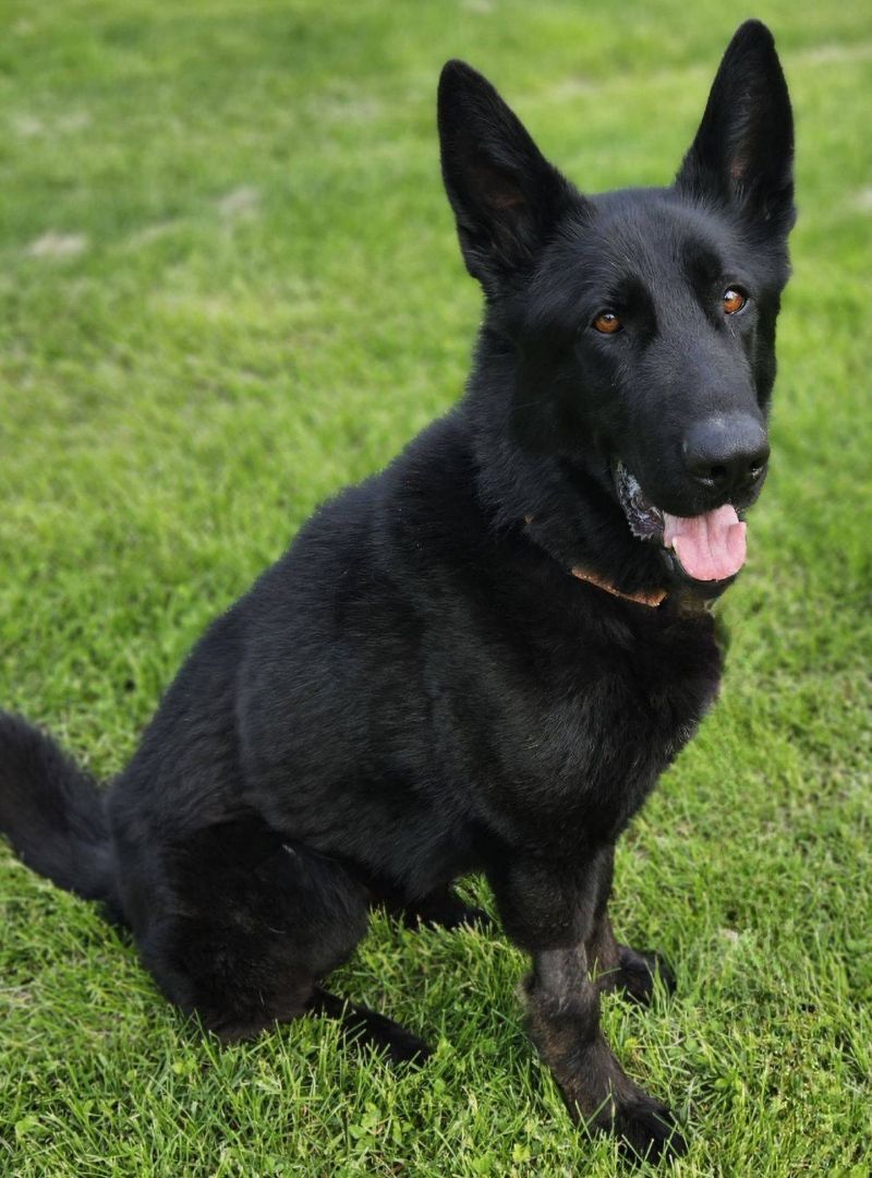 Dog for adoption - Shadow, a German Shepherd Dog in Brookfield, CT ...