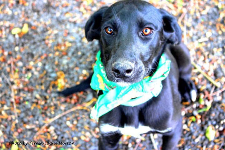 Black lab 2024 pinscher mix