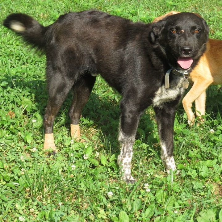 Black lab and sales border collie mix