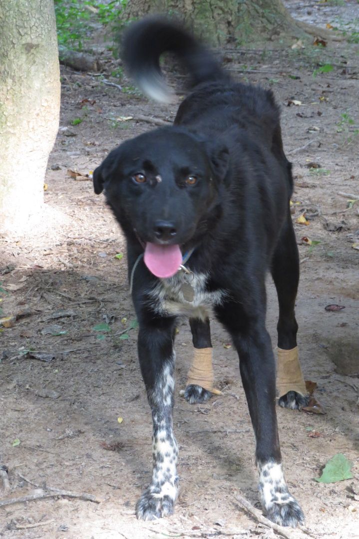 Dog for adoption Baxter a Border Collie Black Labrador