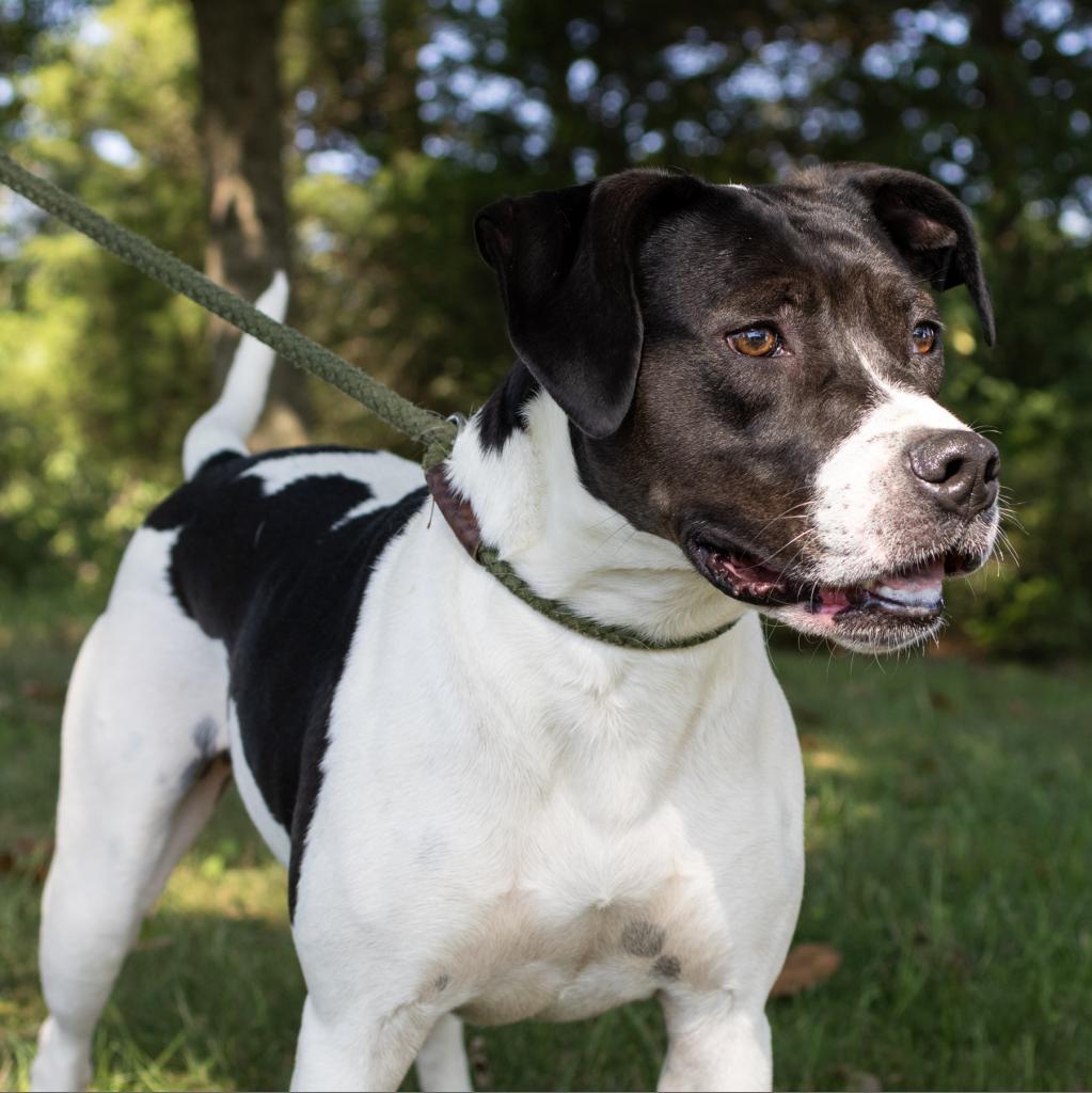Piper, an adoptable Labrador Retriever in Bealeton, VA, 22712 | Photo Image 1