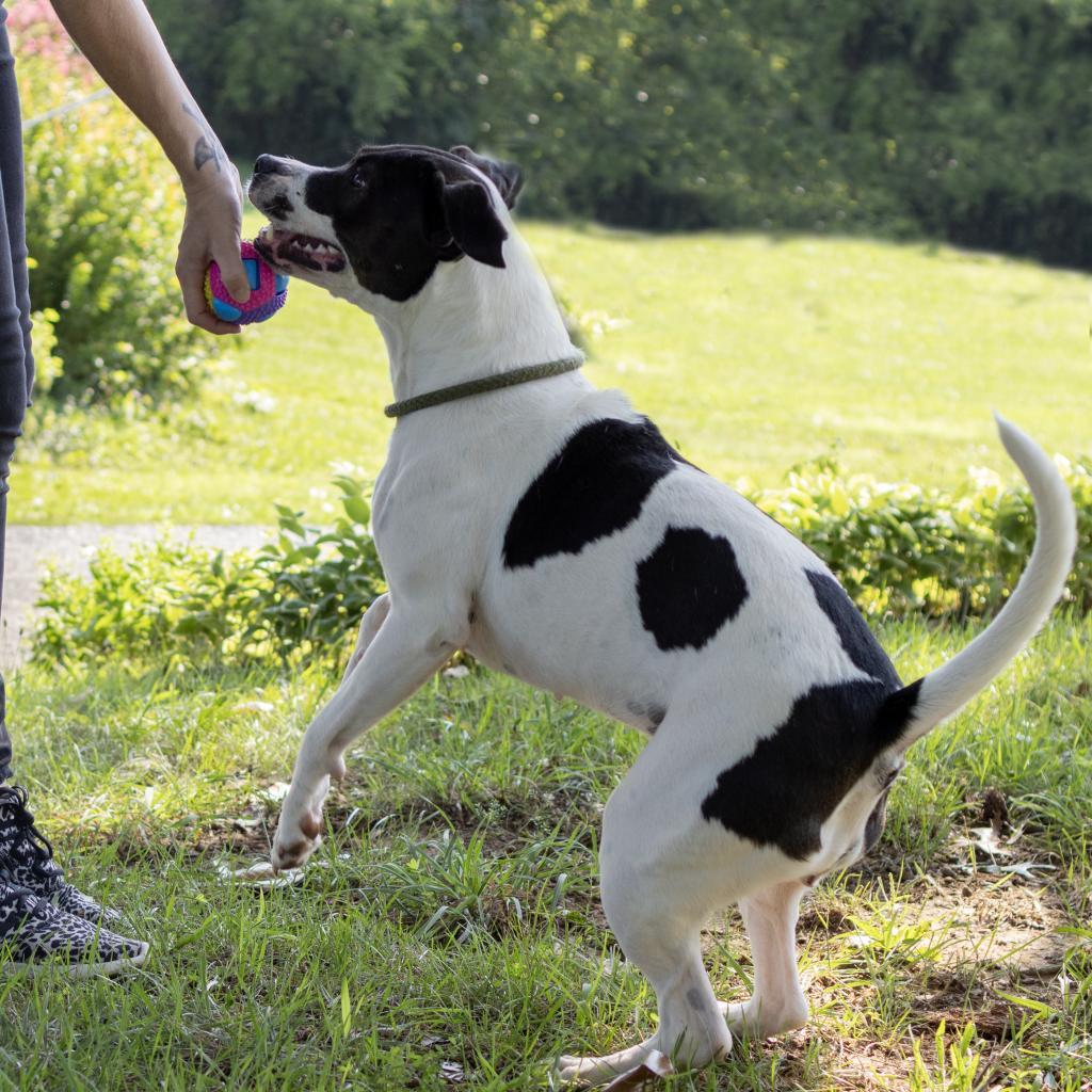 Piper, an adoptable Labrador Retriever in Bealeton, VA, 22712 | Photo Image 2