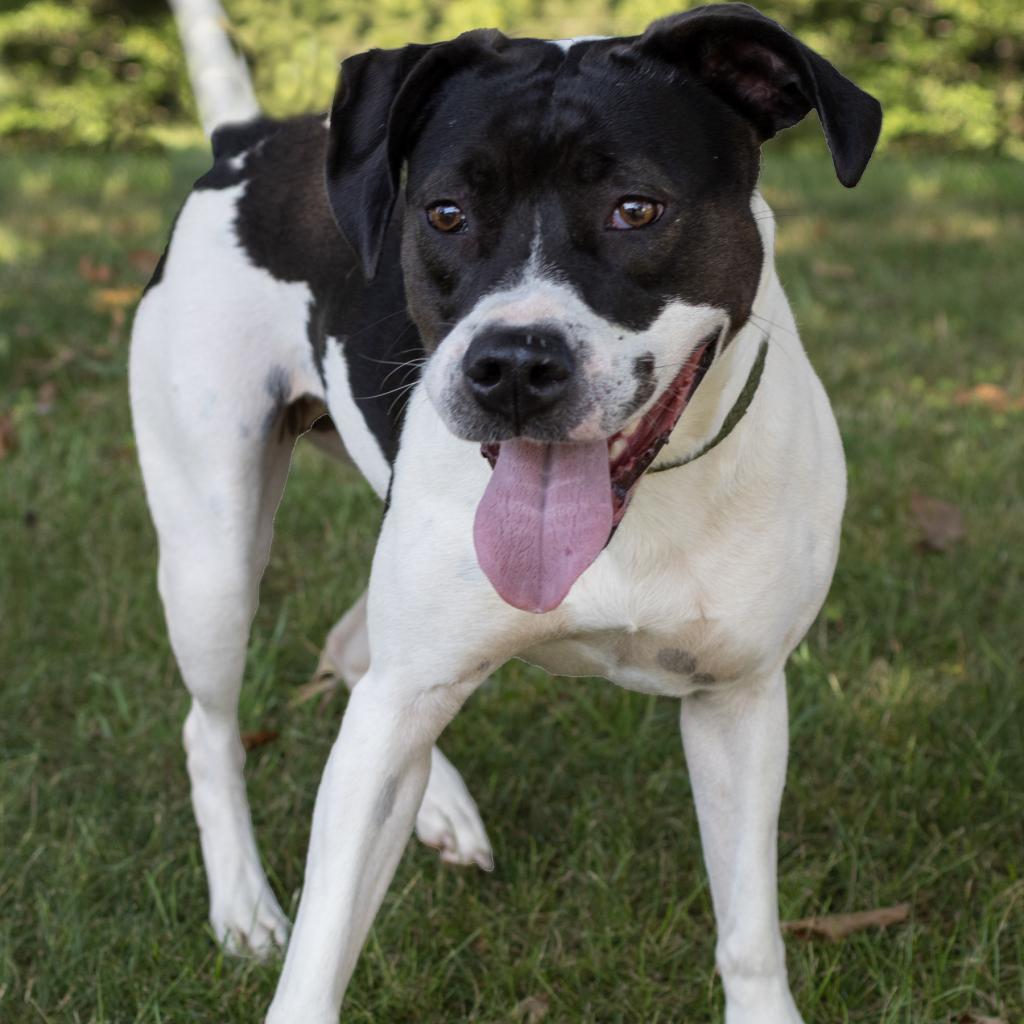 Piper, an adoptable Labrador Retriever in Bealeton, VA, 22712 | Photo Image 3