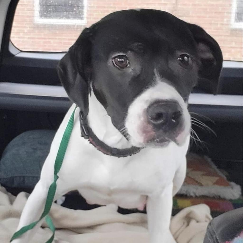 Piper, an adoptable Labrador Retriever in Bealeton, VA, 22712 | Photo Image 4