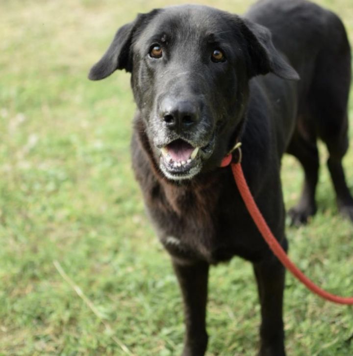 Olek 2797, an adoptable German Shepherd Dog & Labrador Retriever Mix in Stephens City, VA_image-1
