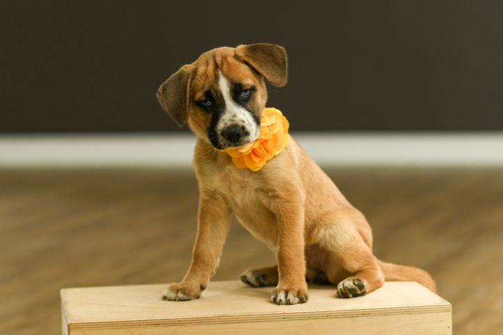 Weather Litter- Rain, an adoptable Mixed Breed in Columbus, OH_image-6