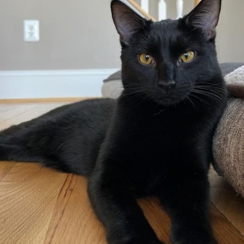 Bobby