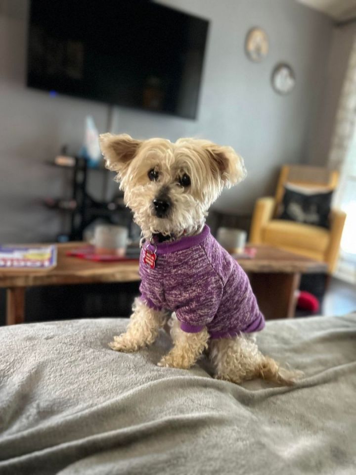 Gina, an adoptable Miniature Poodle Mix in Wilmington, DE_image-3