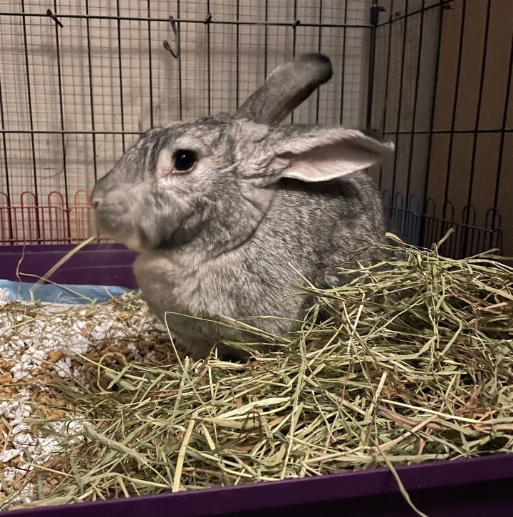 Jolene, an adoptable Bunny Rabbit in Aurora, IL_image-1