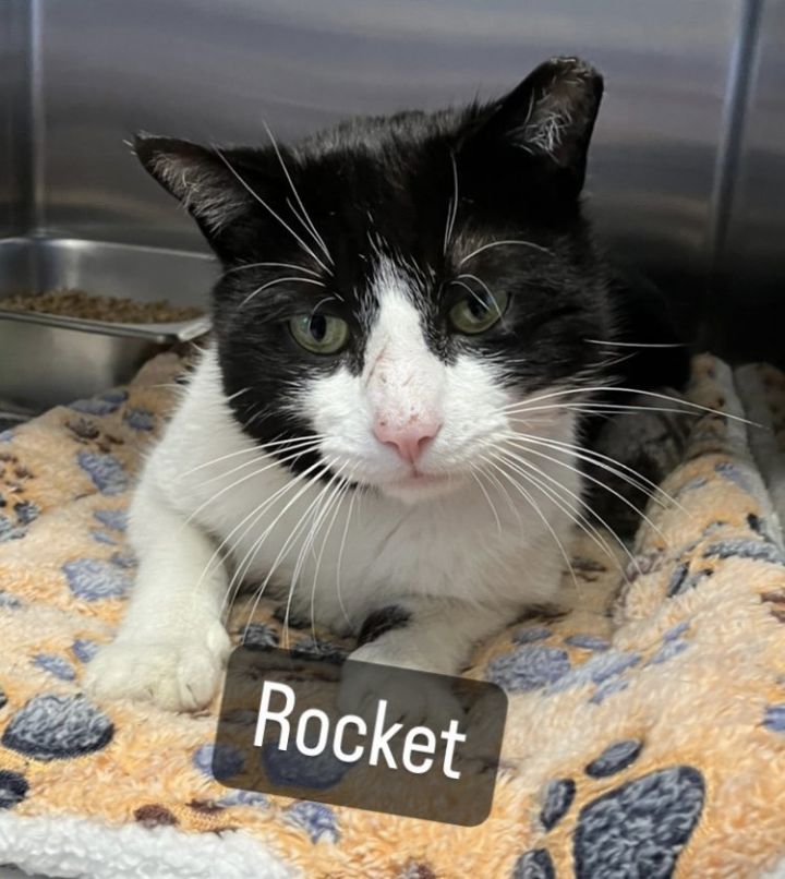 Rocket, an adoptable Domestic Short Hair Mix in Bridgewater, NJ_image-1