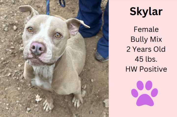 Skylar , an adoptable Staffordshire Bull Terrier Mix in Summerdale, AL_image-1