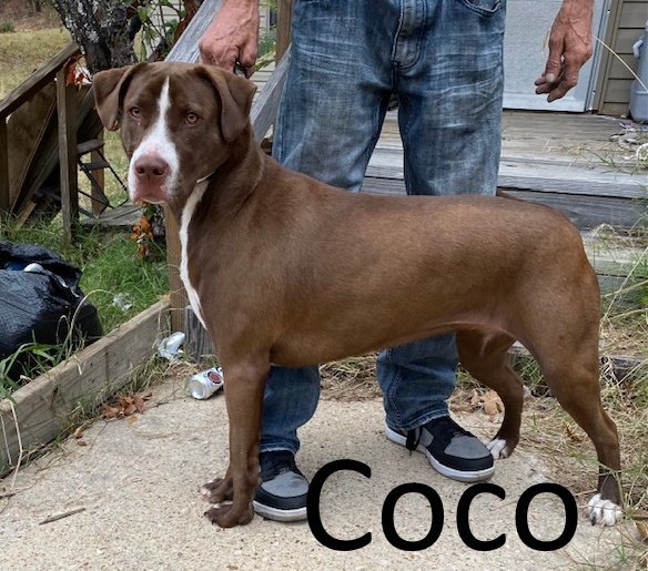 Coco 1