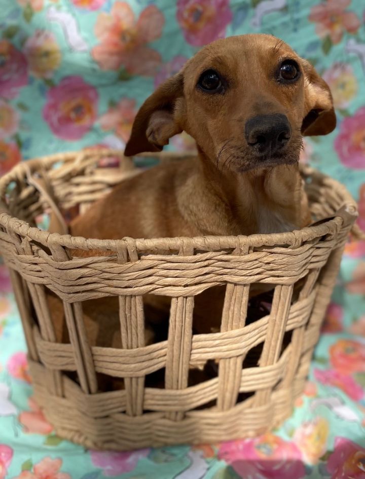 Crumble , an adoptable Dachshund & Chihuahua Mix in Parsippany, NJ_image-3