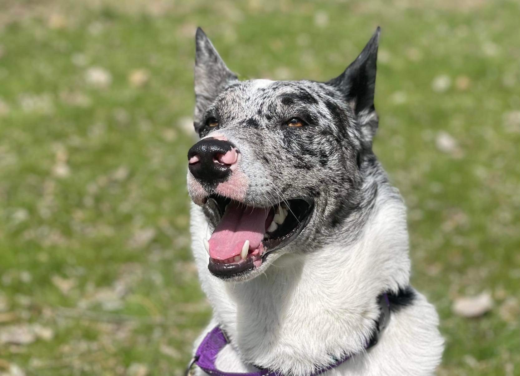 Leo, an adoptable Husky, Australian Cattle Dog / Blue Heeler in Boise, ID, 83702 | Photo Image 2