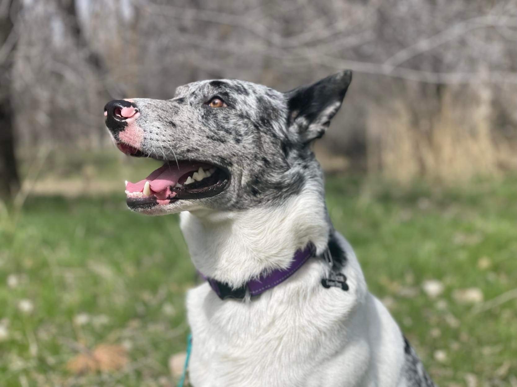 Leo, an adoptable Husky, Australian Cattle Dog / Blue Heeler in Boise, ID, 83702 | Photo Image 3