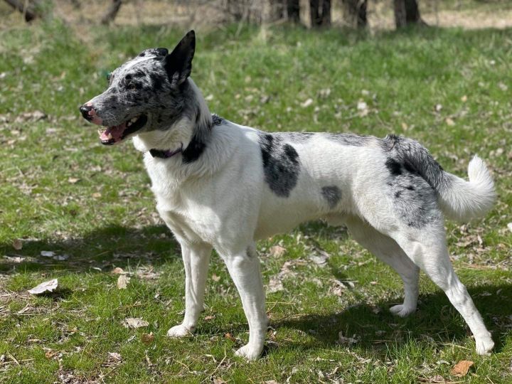 Leo, an adoptable Husky & Australian Cattle Dog / Blue Heeler Mix in Twin Falls, ID_image-4