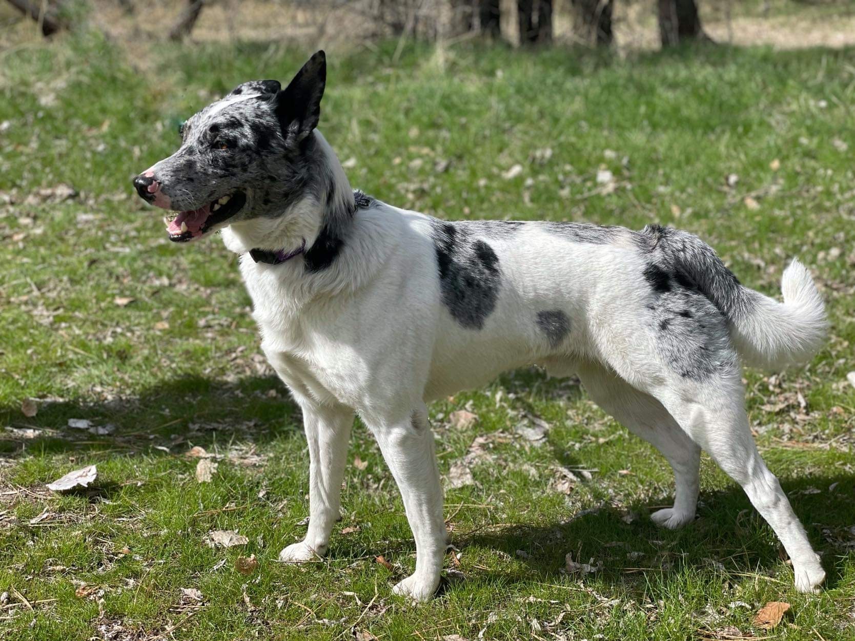 Leo, an adoptable Husky, Australian Cattle Dog / Blue Heeler in Boise, ID, 83702 | Photo Image 4