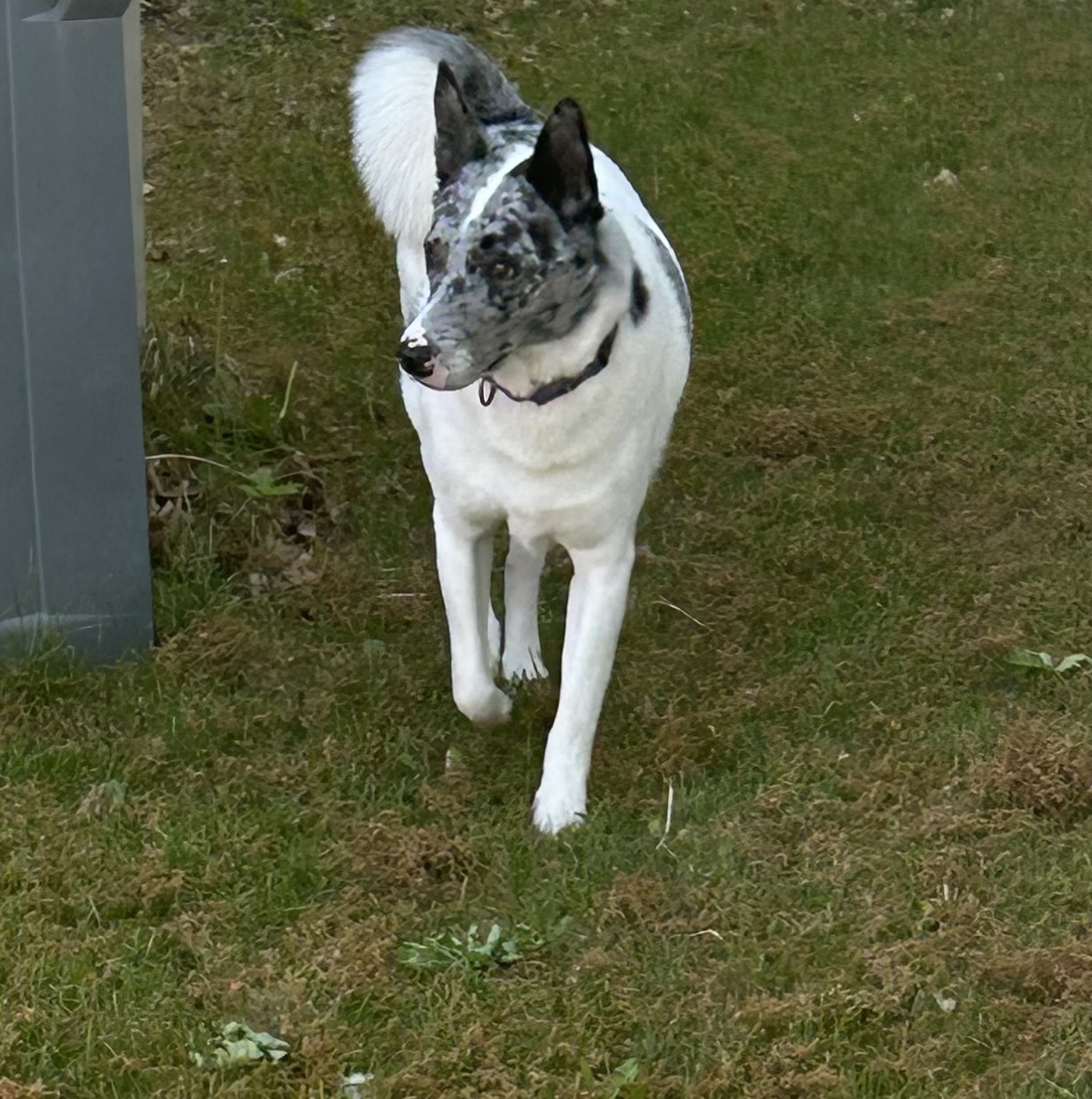 Leo, an adoptable Husky, Australian Cattle Dog / Blue Heeler in Boise, ID, 83702 | Photo Image 5