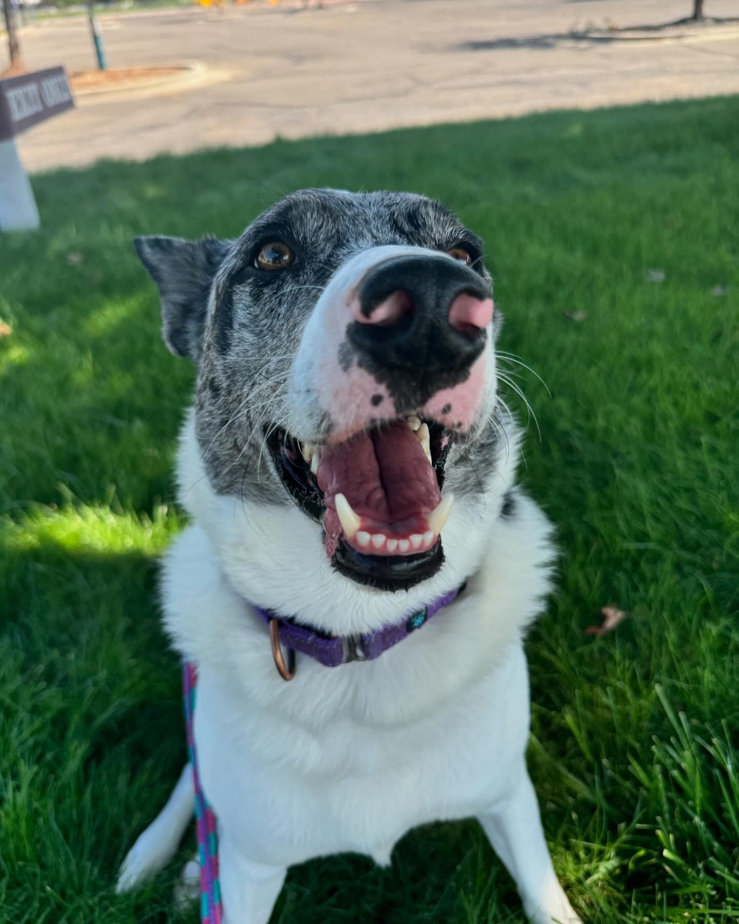 Leo, an adoptable Husky, Australian Cattle Dog / Blue Heeler in Boise, ID, 83702 | Photo Image 1