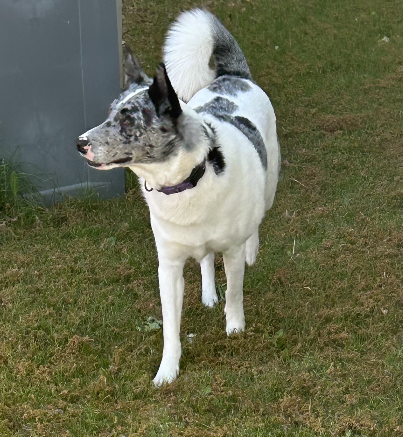 Leo, an adoptable Husky, Australian Cattle Dog / Blue Heeler in Boise, ID, 83702 | Photo Image 6