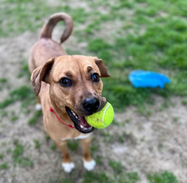 Gigi, an adoptable Beagle & Terrier Mix in Lawrenceville, GA_image-1