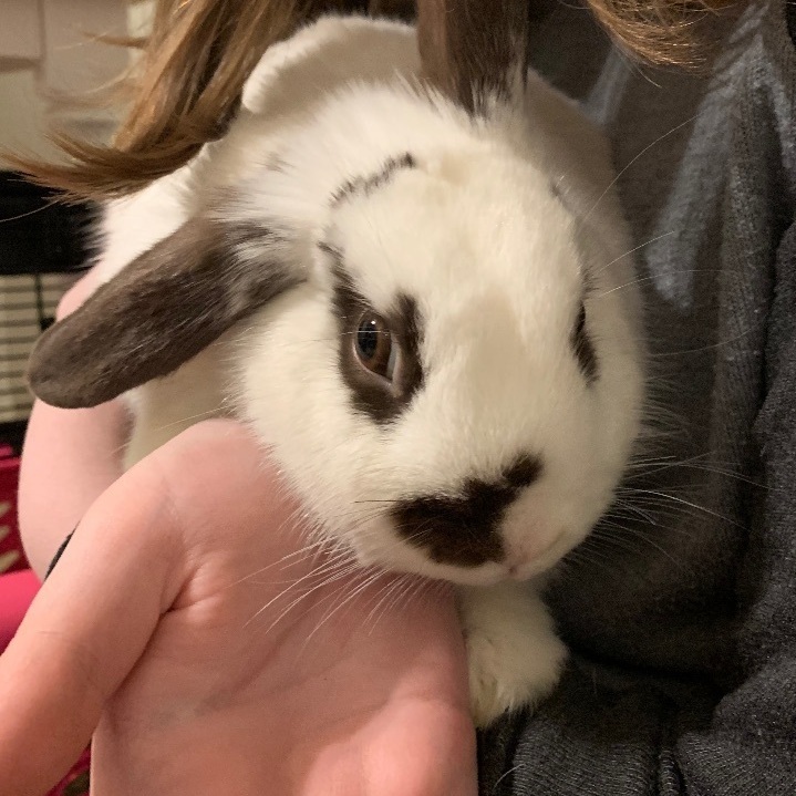 Sage, an adoptable Holland Lop in Eugene, OR_image-2