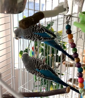 Hobbs and Shaw