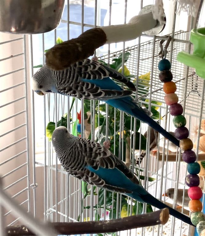 Hobbs and Shaw