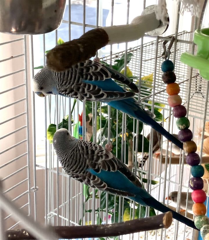 Hobbs and Shaw, an adoptable Parakeet (Other) in Aurora, IL_image-1