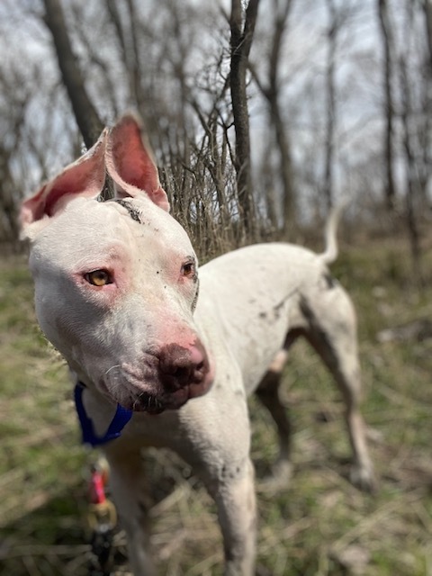 William, an adoptable Pit Bull Terrier Mix in Chicago, IL_image-1