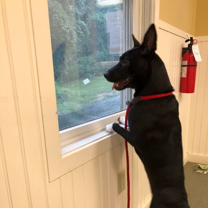 Luna (Foster Home) *Sponsored adoption fee* 4