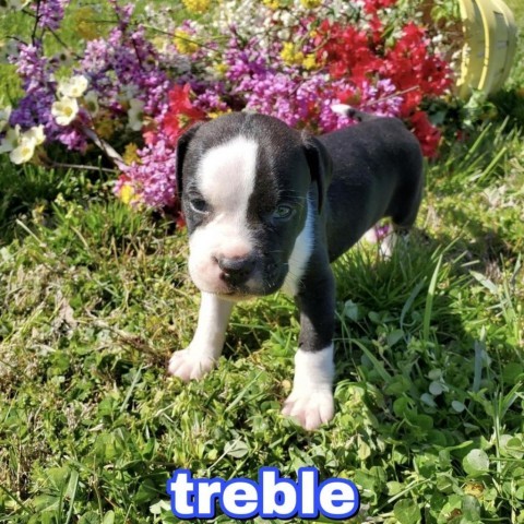 Treble, an adoptable Labrador Retriever & Pit Bull Terrier Mix in Woodbridge, VA_image-1