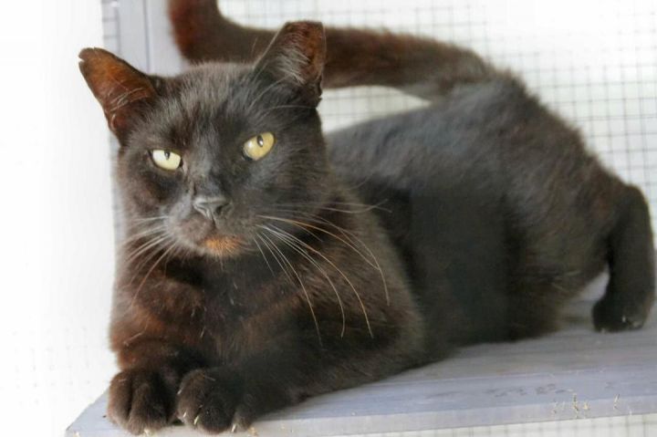 Spirit, an adoptable Domestic Short Hair Mix in Duette, FL_image-2