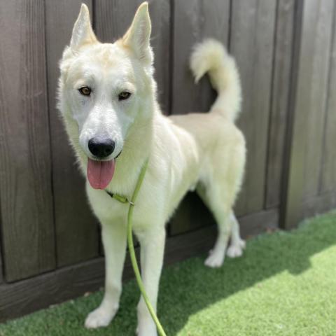 Clyde, an adoptable Husky Mix in Hartford, CT_image-1