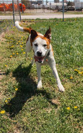 Roxy--I'M A PUPPIES FOR PAROLE DOG!!!