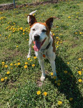 Roxy--I'M A PUPPIES FOR PAROLE DOG!!! 3